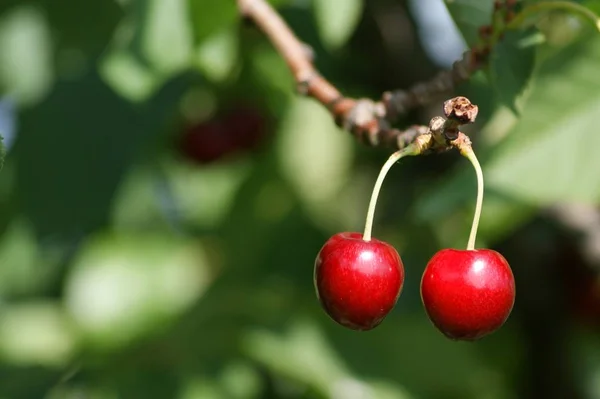 Přírodní Strom Třešeň — Stock fotografie