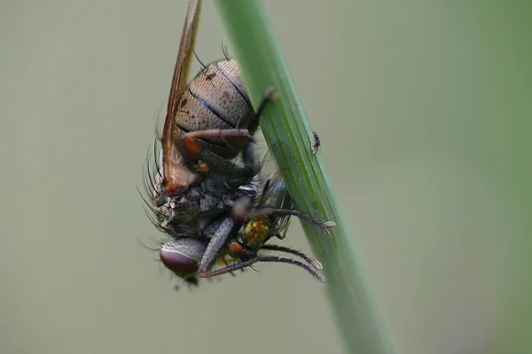 Grå Kött Fluga Äter Guld Fliege — Stockfoto