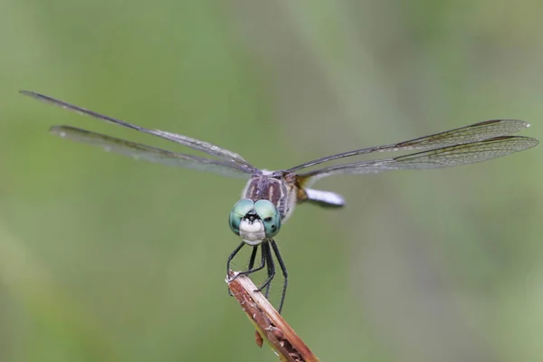 Blue Dasher Dragonfly Pachydiplax Longi — Stock Photo, Image