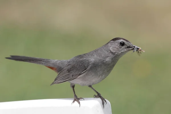 Gray Catbird Dumetella Carolinensis — Stockfoto