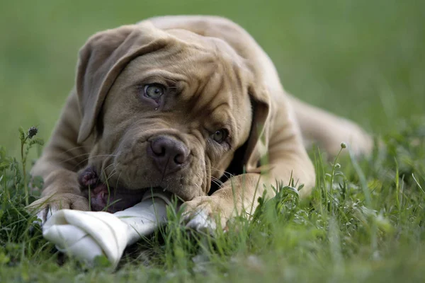 Dogue Bordeaux 강아지 — 스톡 사진