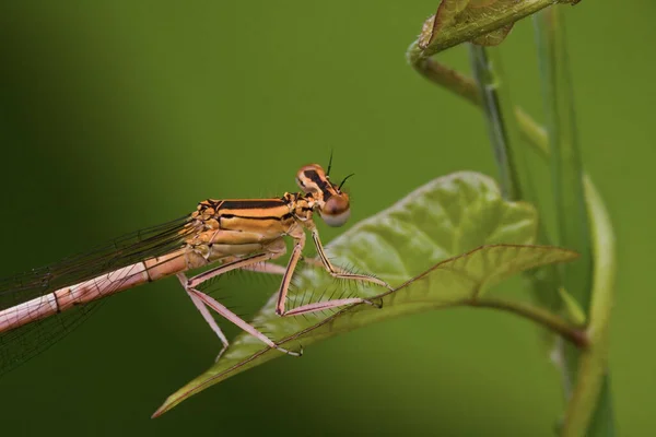 Närbild Makro Syn Trollslända Insekt — Stockfoto