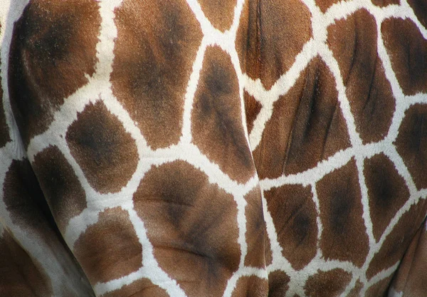 Tall Brown Giraffe Animal Flora Fauna Nature — Stock Photo, Image