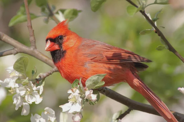 Männlicher Nordkardinal Cardinalis — Stockfoto