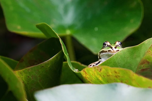 Nahaufnahme Von Wildfrosch — Stockfoto