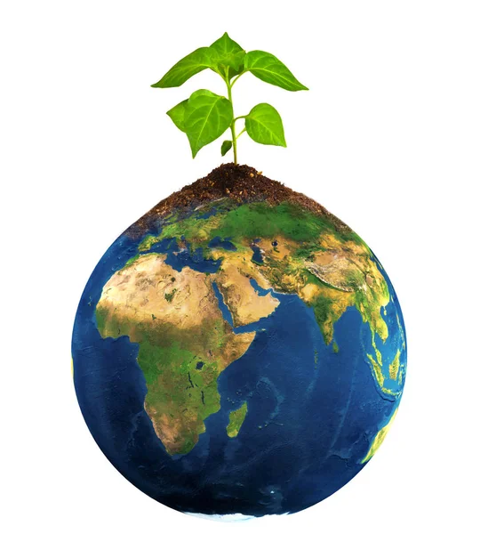 Växt Jorden — Stockfoto