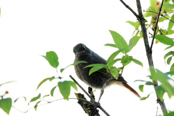 Vacker Utsikt Över Vacker Fågel Naturen — Stockfoto