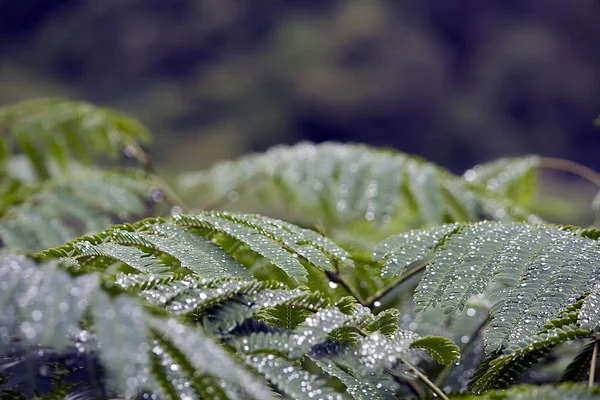 Close View Fern Leaves — Stock Photo, Image