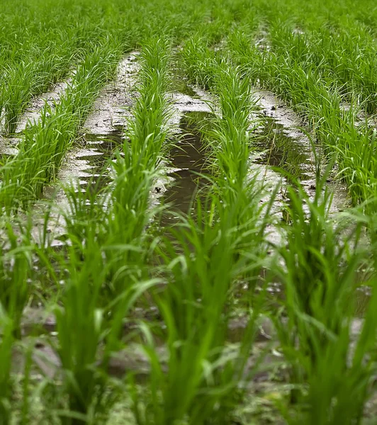 Agricultura Campo Arroz Campo Agrícola — Fotografia de Stock