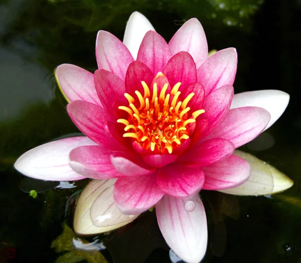 Водна Лілія Пелюстки Квітки Водна Рослина — стокове фото