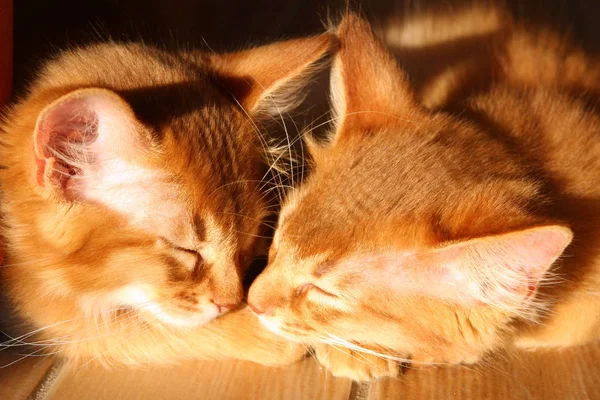 Dos Gatos Durmiendo Suelo —  Fotos de Stock