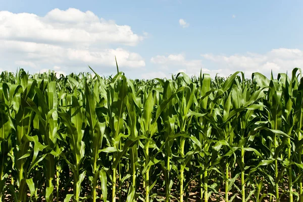 Maisfeld Sommer — Stockfoto