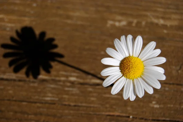 Schöne Botanische Aufnahme Natürliche Tapete — Stockfoto