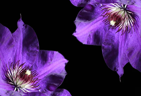 Flower Color Dark Purple Nflowering Jun Jul Nlocation Sun Partial — Stock Photo, Image