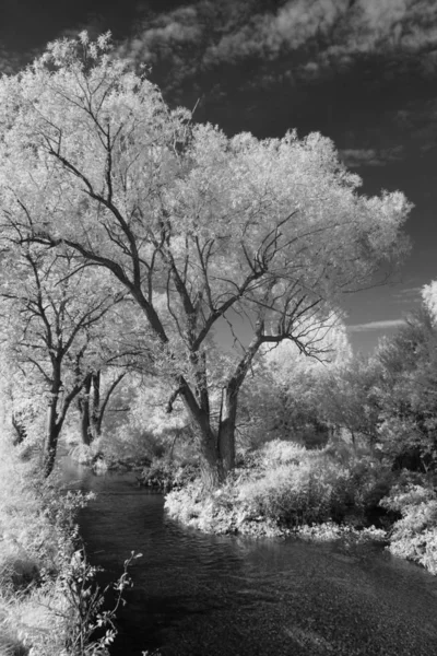 Natuurbomen Milieu Plantkunde — Stockfoto