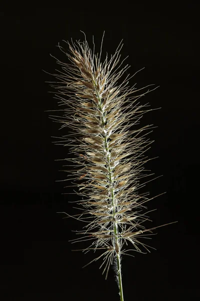 Σιντριβάνι Χόρτο Pennisetum Alopecuroi — Φωτογραφία Αρχείου