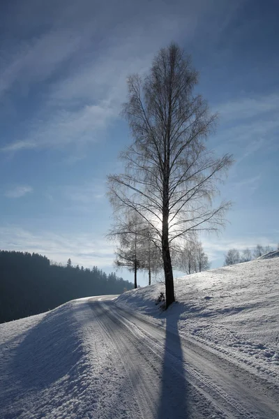 Betulla Nel Paesaggio Invernale Sotto Luce Posteriore — Foto Stock
