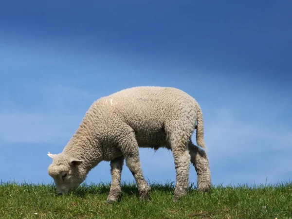 Domestic Sheep Pasture — Stock Photo, Image