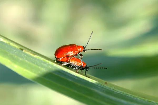 Nahaufnahme Von Insekten Der Natur — Stockfoto