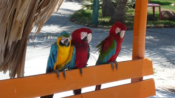 Los Del Banco — Foto de Stock