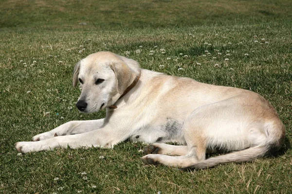 Labrador Retriever Hond Het Gras — Stockfoto