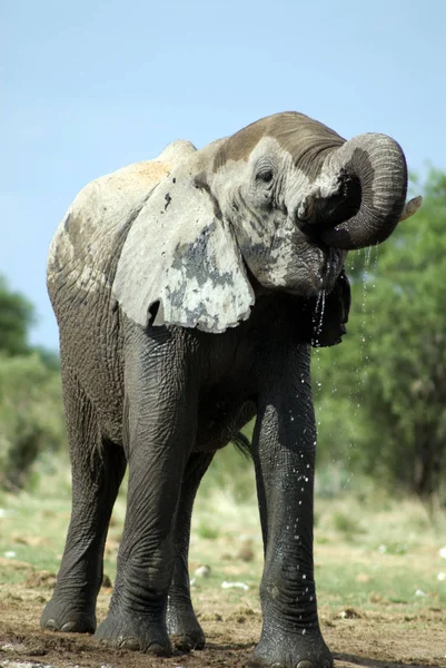 Der Elefant Etoscha Nationalpark Namib — Stockfoto
