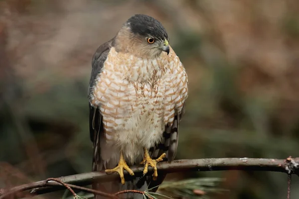 Coopers Hawk Accipiter Cooperii — стокове фото