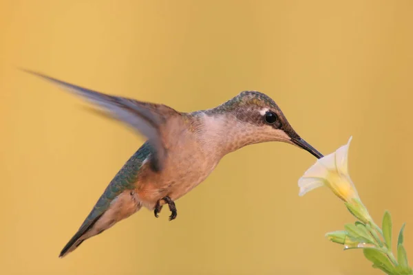 Vista Panoramica Del Bellissimo Colibrì — Foto Stock