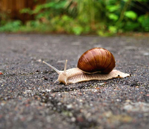 Slug Snail Animal Slime — Stock Photo, Image