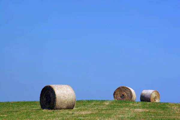 Őszi Szüret Szelektív Fókusz — Stock Fotó