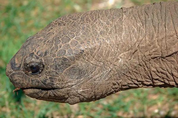 Jättestor Sköldpadda Geochelone Nigra — Stockfoto
