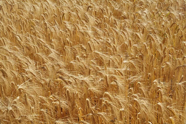 Agriculture Countryside Field Growing Wheat Stock Photo