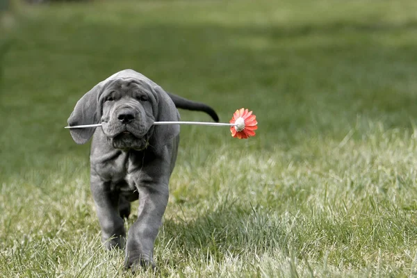 Groot Dane Puppy Blauw — Stockfoto