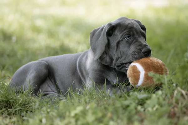 Portret Van Schattig Hond Huisdier — Stockfoto