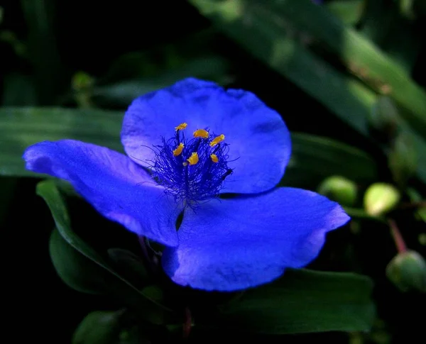 美丽的花朵 花卉概念背景 — 图库照片