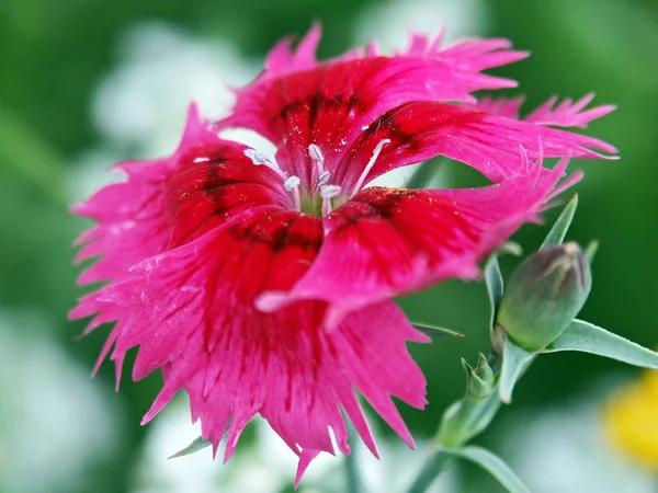 Hermosas Flores Fondo Concepto Floral — Foto de Stock