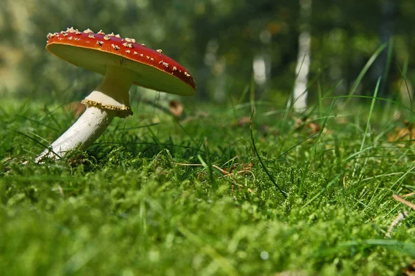 Κόκκινο Toadstool Ανήκει Στην Ομάδα Των Δηλητηριωδών Μυκήτων — Φωτογραφία Αρχείου