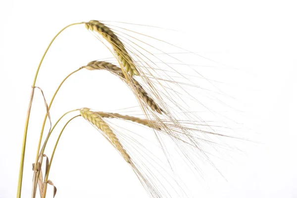Пшеничные Стебли Белом Фоне — стоковое фото
