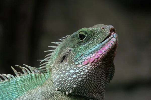 Lagarto Reptil Tropical — Foto de Stock