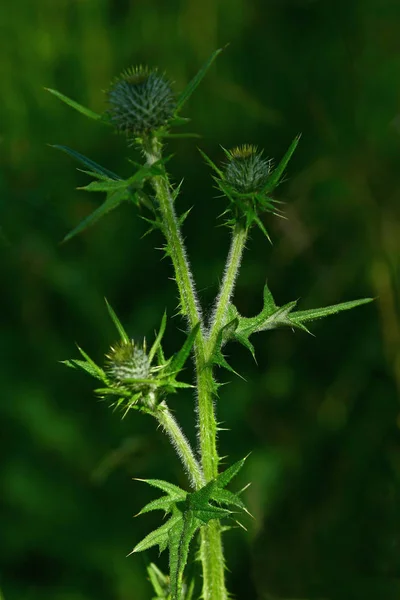 美丽的植物学照片 天然壁纸 — 图库照片