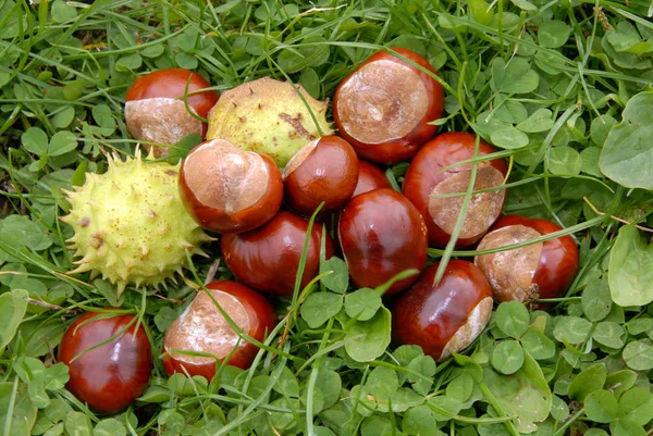 Nahsicht Auf Kastanien Herbst — Stockfoto