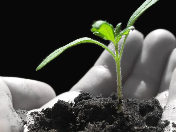 Piękne Botaniczne Ujęcie Naturalna Tapeta — Zdjęcie stockowe