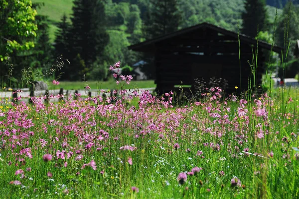 Schöne Blumen Blumiges Konzept Hintergrund — Stockfoto