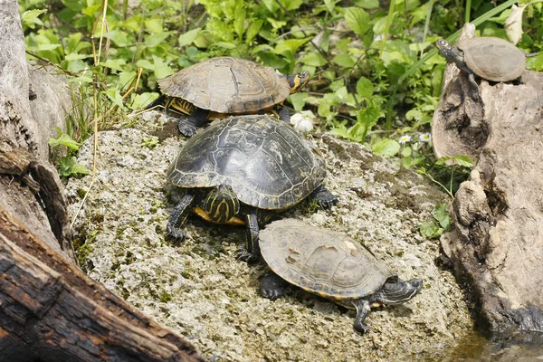 動物園での動物の閉鎖 — ストック写真