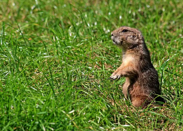 Vida Selvagem Cena Linda Natureza — Fotografia de Stock