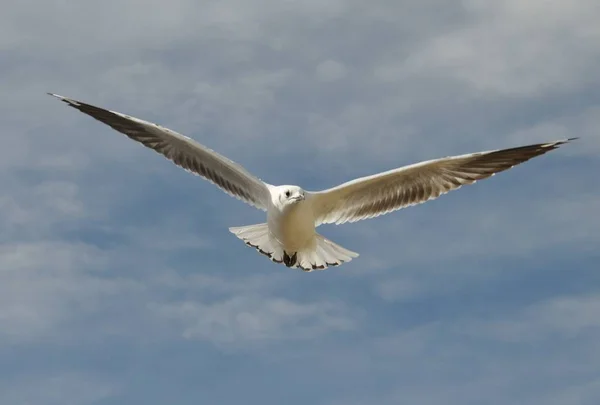 Vue Panoramique Bel Oiseau Nature — Photo