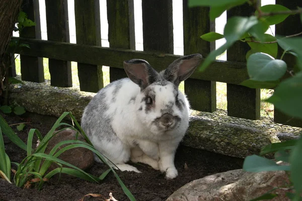 Schattig Konijn Close Schot — Stockfoto