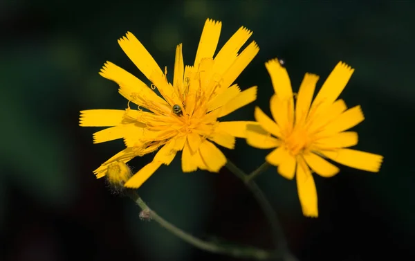 Żółte Płatki Kwiatów Mniszka Lekarskiego Wiosenna Flora — Zdjęcie stockowe