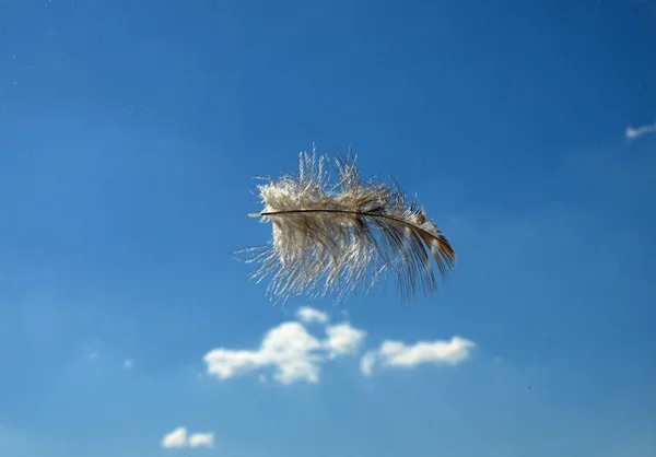 Ligero Como Una Pluma — Foto de Stock