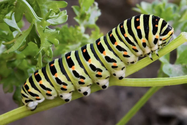 Rupsenworm Natuurinsect — Stockfoto